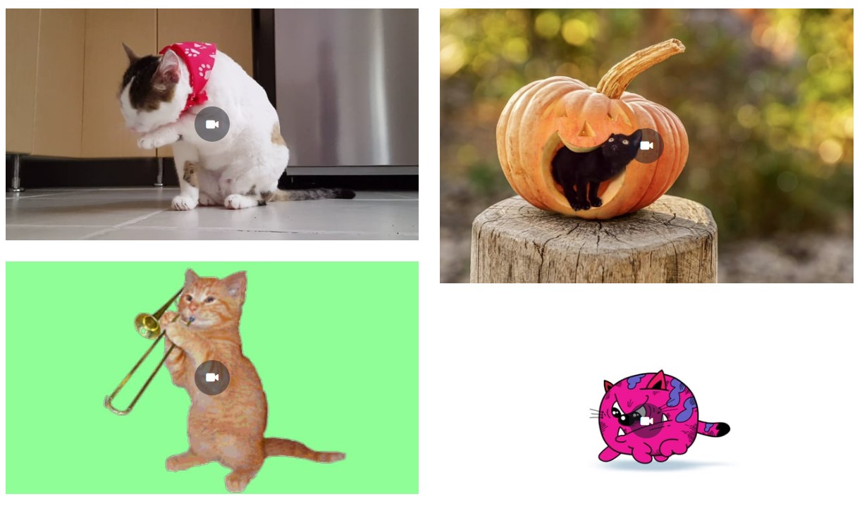 Funny Cat Videos Unleashing the Charm and Delight